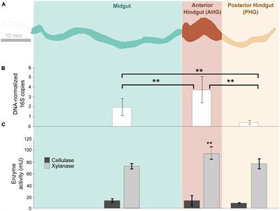 Wood fibers are a crucial microhabitat for cellulose- and xylan- degrading bacteria in the hindgut of the wood-feeding beetle Odontotaenius disjunctus